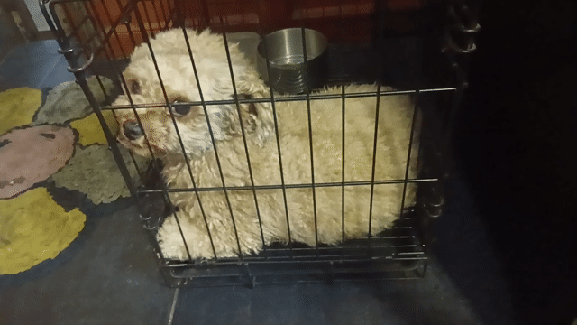 Chó Poodle vàng nâu 2.5 tuổi. Mua bán Chó tại Thành phố Thủ Đức Tp Hồ Chí Minh được đăng bởi Nguyễn Phương hình 1