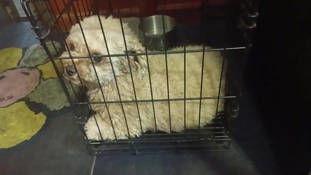 Chó Poodle vàng nâu 2.5 tuổi. Mua bán Chó tại Thành phố Thủ Đức Tp Hồ Chí Minh được đăng bởi Nguyễn Phương hình 1