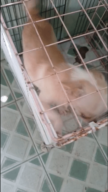 Chihuahua đực đẹp trưởng thành . Mua bán Chó tại Quận Ninh Kiều Cần Thơ được đăng bởi phương  hình 1