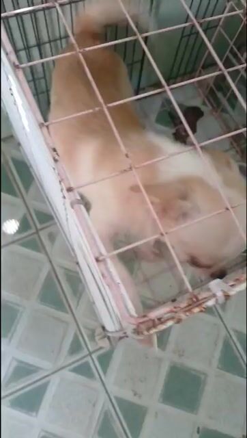 Chihuahua đực đẹp trưởng thành . Mua bán Chó tại Quận Ninh Kiều Cần Thơ được đăng bởi phương  hình 1