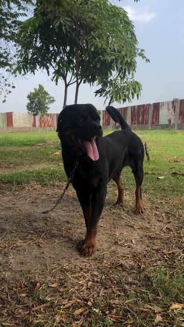 Chó Rottweiler đực 1 tuổi. Mua bán Chó tại Huyện Hóc Môn Tp Hồ Chí Minh được đăng bởi Trường huấn luyện chó 119 hình 1