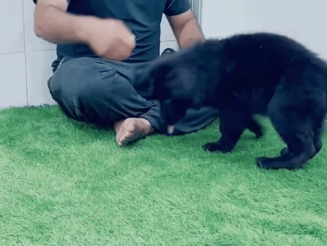 Chó Becgie lai Đực. Mua bán Chó tại Thành phố Buôn Ma Thuột Đắk Lắk được đăng bởi Nguyễn Đức Mạnh hình 1