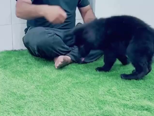 Chó Becgie lai Đực. Mua bán Chó tại Thành phố Buôn Ma Thuột Đắk Lắk được đăng bởi Nguyễn Đức Mạnh hình 1