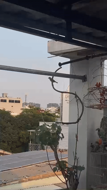 Chim khuyên xanh bao trống luôn lụp 4 cánh. Mua bán Chim tại Quận 1 Tp Hồ Chí Minh được đăng bởi tuan hình 1