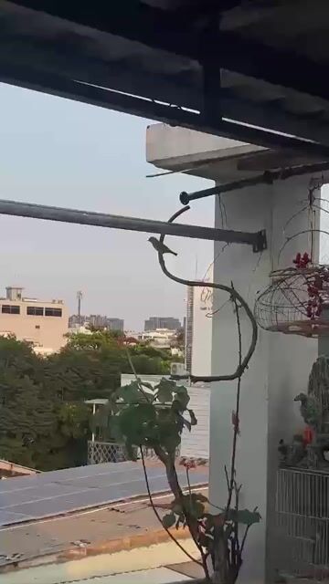Chim khuyên xanh bao trống luôn lụp 4 cánh. Mua bán Chim tại Quận 1 Tp Hồ Chí Minh được đăng bởi tuan hình 1