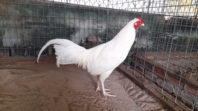 Gà Úa 3kg tay cục. Mua bán Gà tại Huyện Châu Thành Sóc Trăng được đăng bởi Trang hình 1