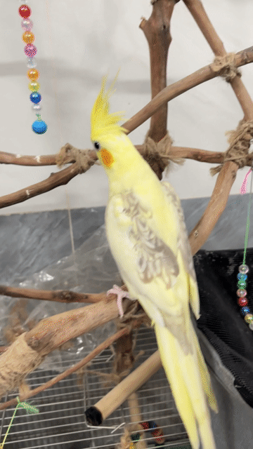 Vẹt Cockatiel Heavy 2 tháng tuổi thuần người. Mua bán Chim tại Quận Bình Thuỷ Cần Thơ được đăng bởi Long hình 1