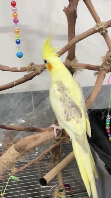 Vẹt Cockatiel Heavy 2 tháng tuổi thuần người. Mua bán Chim tại Quận Bình Thuỷ Cần Thơ được đăng bởi Long hình 1