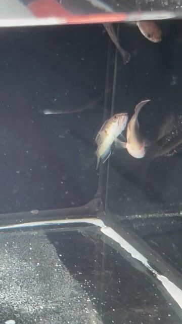 Cá lóc tiểu hoàng đế 4-5cm. Mua bán Thú cưng khác tại Thị xã Bến Cát Bình Dương được đăng bởi Quốc Huy Bùi hình 1