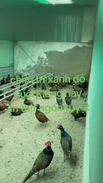 Chim trĩ xanh đỏ trống mái. Mua bán Chim tại Quận 12 Tp Hồ Chí Minh được đăng bởi ĐÔNG TẢO QUANG HẢI APD Q12 hình 1