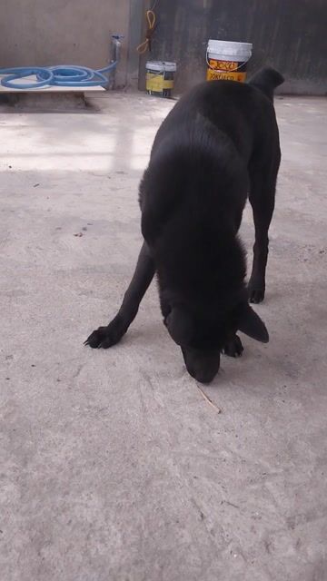 Chó Mông Cộc Đen 5 tháng tuổi. Mua bán Chó tại Huyện Long Thành Đồng Nai được đăng bởi Trần Văn Tuyên  hình 1