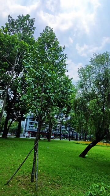 Xe đạp gấp 12kg màu Bạc. Mua bán Xe đạp tại Quận Tân Bình Tp Hồ Chí Minh được đăng bởi Cafe sữa hình 1