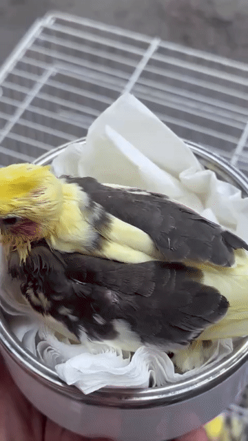 Vẹt Cockatiel Pastel pied. Mua bán Chim tại Quận Bình Thạnh Tp Hồ Chí Minh được đăng bởi Bích Trâm hình 1