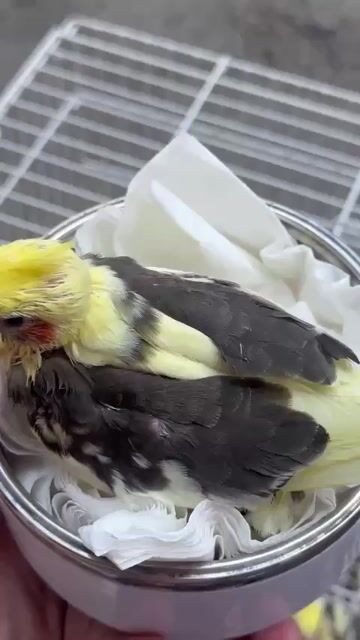 Vẹt Cockatiel Pastel pied. Mua bán Chim tại Quận Bình Thạnh Tp Hồ Chí Minh được đăng bởi Bích Trâm hình 1