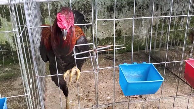 Gà Mỹ Peru  7 tháng cong lườn. Mua bán Gà tại Thành phố Thủ Đức Tp Hồ Chí Minh được đăng bởi Long hình 1