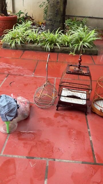 Thanh lý lồng chim khuyên và phu kiện. Mua bán Phụ kiện, Thức ăn, Dịch vụ tại Huyện Đông Anh Hà Nội được đăng bởi Lê Hoàng Anh hình 1