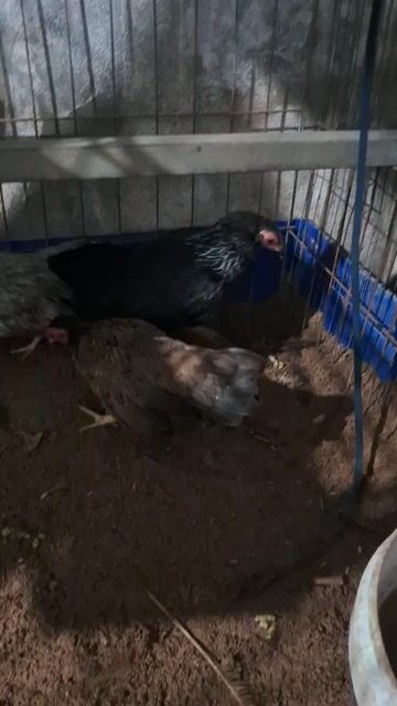 Gà cảnh 4 con Đen, trắng, nâu. Mua bán Gà tại Huyện Mỹ Xuyên Sóc Trăng được đăng bởi thái hình 1
