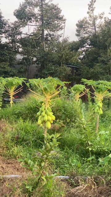 Đu đủ Vàng trưng Tết 300 cây. Mua bán Cây cảnh, đồ trang trí tại Huyện Cái Bè Tiền Giang được đăng bởi Võ Minh Luân hình 1