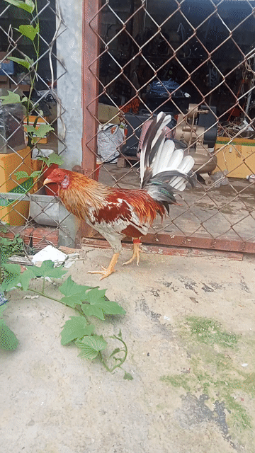 Xám CB Mỹ.  . Mua bán Gà tại Quận Bình Tân Tp Hồ Chí Minh được đăng bởi Khánh Nguyễn  hình 1