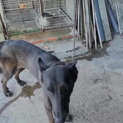 Chó 15 tháng Đen vàng. Mua bán Chó tại Thành phố Thủ Dầu Một Bình Dương được đăng bởi Phạm Hào hình 1