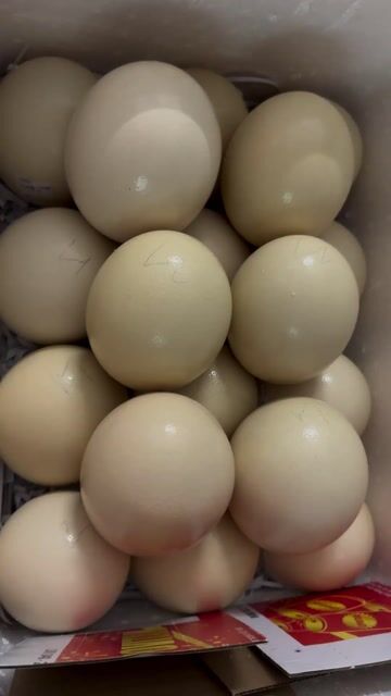 Trứng Đà Điểu. Mua bán Đồ ăn, thực phẩm và các loại khác tại Thành phố Sóc Trăng Sóc Trăng được đăng bởi Mơ Trần Ngọc hình 1