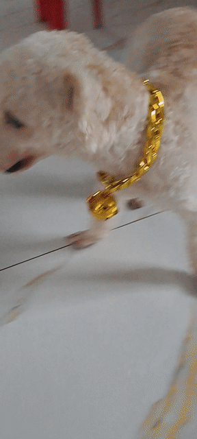 Chó Poodle lai Vàng kem. Mua bán Chó tại Thành phố Đồng Xoài Bình Phước được đăng bởi Anh hình 1