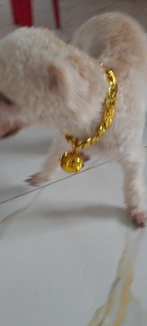 Chó Poodle lai Vàng kem. Mua bán Chó tại Thành phố Đồng Xoài Bình Phước được đăng bởi Anh hình 1