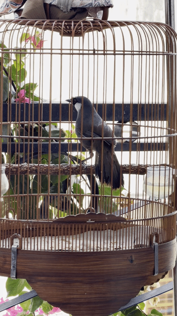 Chim cảnh 2 mùa. Mua bán Chim tại Quận 12 Tp Hồ Chí Minh được đăng bởi quyết khướu Q12 hình 1