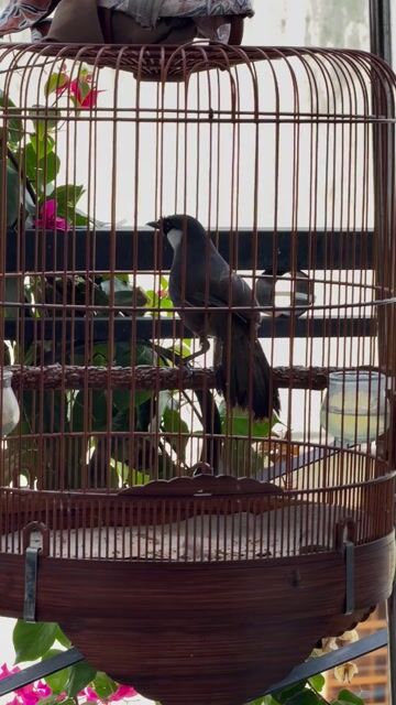 Chim cảnh 2 mùa. Mua bán Chim tại Quận 12 Tp Hồ Chí Minh được đăng bởi quyết khướu Q12 hình 1