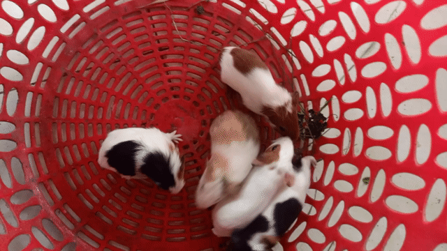 Bọ ú baby Đa sắc. Mua bán Thú cưng khác tại Thị xã Tân Uyên Bình Dương được đăng bởi Ngọc Bằng hình 1