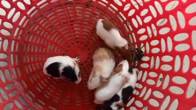Bọ ú baby Đa sắc. Mua bán Thú cưng khác tại Thị xã Tân Uyên Bình Dương được đăng bởi Ngọc Bằng hình 1