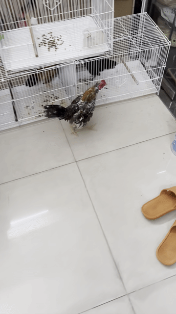 Gà tre bắc. Mua bán Gà tại Quận 4 Tp Hồ Chí Minh được đăng bởi Chú Dũng hình 1