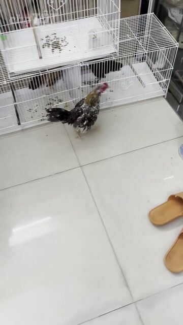 Gà tre bắc. Mua bán Gà tại Quận 4 Tp Hồ Chí Minh được đăng bởi Chú Dũng hình 1