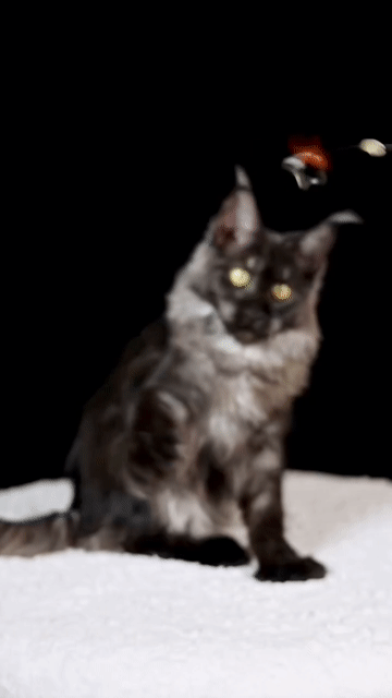 Mèo Maine Coon đen xám trên 2 tháng. Mua bán Mèo tại Thành phố Thủ Đức Tp Hồ Chí Minh được đăng bởi DƯƠNG MINH TRÍ VĨNH hình 1