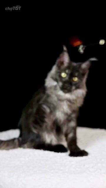 Mèo Maine Coon đen xám trên 2 tháng. Mua bán Mèo tại Thành phố Thủ Đức Tp Hồ Chí Minh được đăng bởi DƯƠNG MINH TRÍ VĨNH hình 1