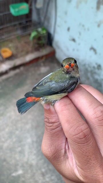 Chim Ốc mít Mép cam Trống. Mua bán Chim tại Thành phố Thủ Đức Tp Hồ Chí Minh được đăng bởi tài hình 1