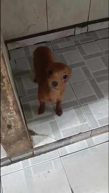 Chó Phốc cái 3.5 tháng tuổi. Mua bán Chó tại Quận Hai Bà Trưng Hà Nội được đăng bởi Bình nguyễn hình 1