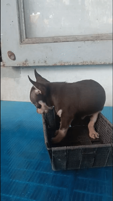 Chó Chihuahua đực 2 tháng tuổi. Mua bán Chó tại Quận Phú Nhuận Tp Hồ Chí Minh được đăng bởi Thành hình 1