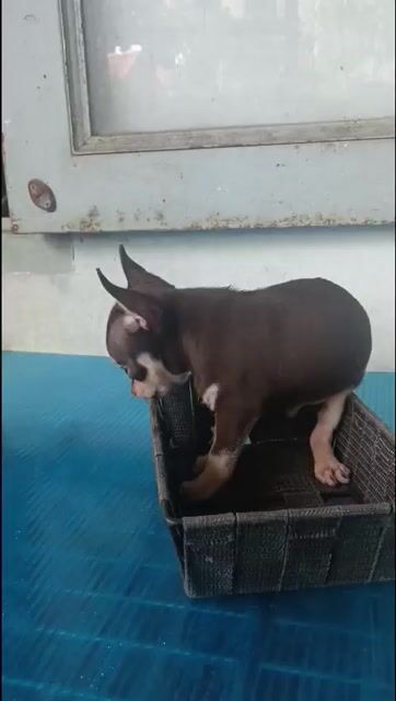 Chó Chihuahua đực 2 tháng tuổi. Mua bán Chó tại Quận Phú Nhuận Tp Hồ Chí Minh được đăng bởi Thành hình 1