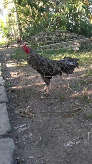 cú mè 3k1 long mới tay tốt. Mua bán Gà tại Thành phố Bạc Liêu Bạc Liêu được đăng bởi nguyễn hão hình 1