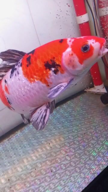 Cá Koi Showa Ginrin F1 35cm. Mua bán Thú cưng khác tại Quận 12 Tp Hồ Chí Minh được đăng bởi Deremon hình 1