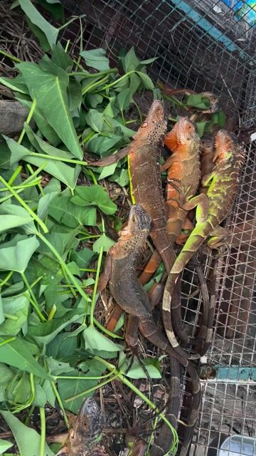 Rồng Nam Mĩ ăn chay dễ nuôi. Mua bán Thú cưng khác tại Quận Tân Bình Tp Hồ Chí Minh được đăng bởi Ngọc hình 1