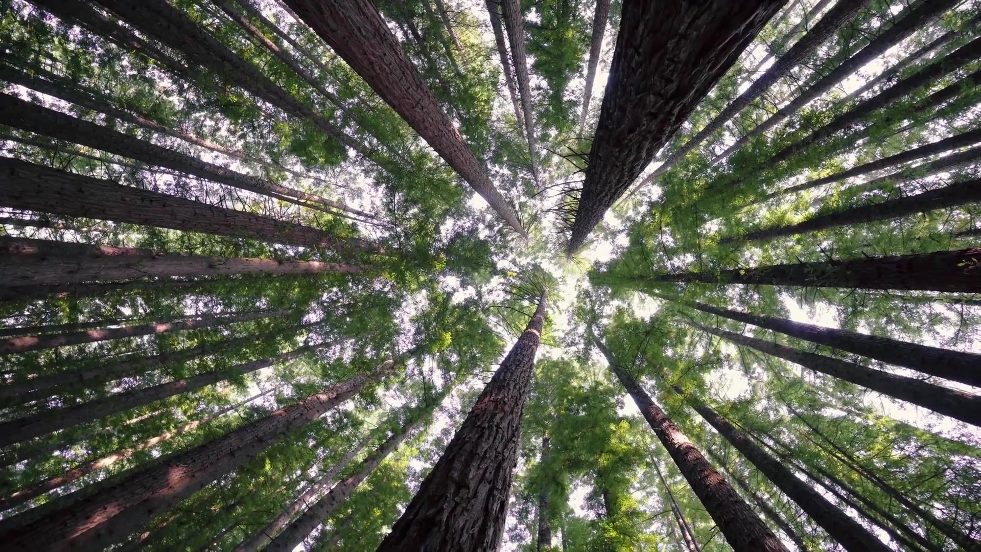 The Canopy Prism
