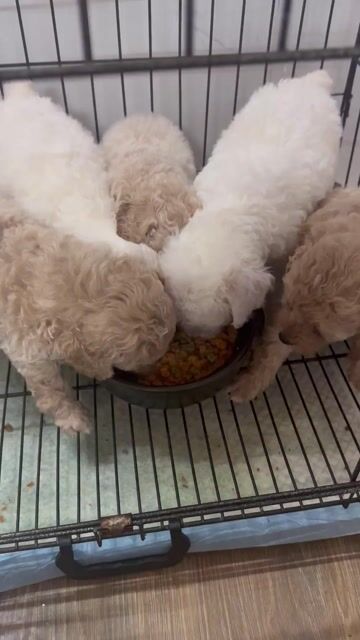 Chó Poodle Tiny 1 tháng 15 ngày. Mua bán Chó tại Huyện Tây Sơn Bình Định được đăng bởi Huỳnh Khánh Trinh hình 1