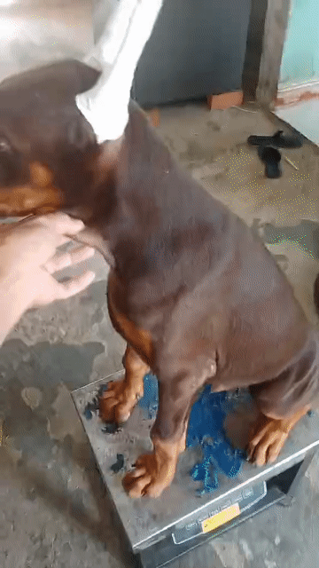 Chó Doberman đực 2 mũi. Mua bán Chó tại Huyện Cần Đước Long An được đăng bởi Where Are You hình 1