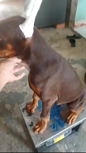 Chó Doberman đực 2 mũi. Mua bán Chó tại Huyện Cần Đước Long An được đăng bởi Where Are You hình 1