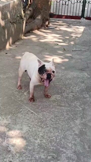 Chó Bull Pháp bò sữa đã tiêm phòng. Mua bán Chó tại Thị xã Duy Tiên Hà Nam được đăng bởi Vũ Văn Tính hình 1