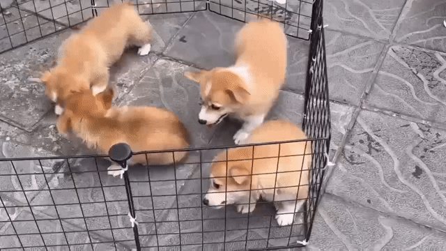 Chó Corgi con nhiều màu - thuần chủng - giá mềm. Mua bán Chó tại undefined Tp Hồ Chí Minh được đăng bởi My Trà hình 1