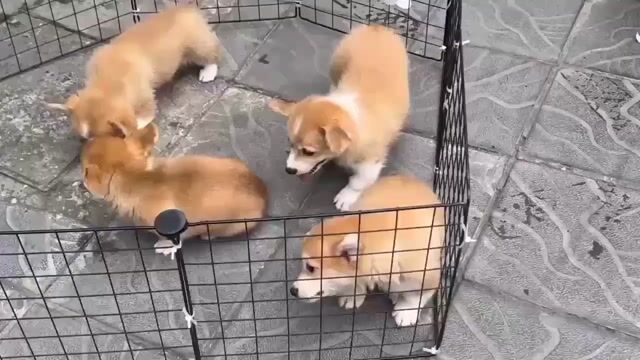 Chó Corgi con nhiều màu - thuần chủng - giá mềm. Mua bán Chó tại undefined Tp Hồ Chí Minh được đăng bởi My Trà hình 1