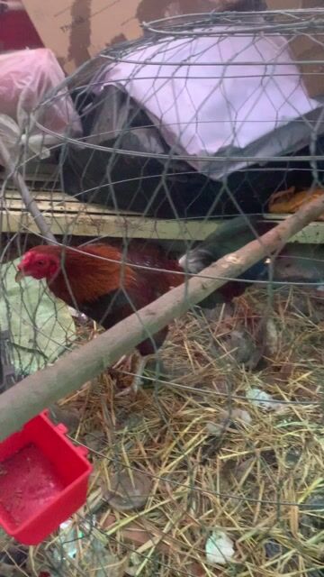 Điều 1kg4 chân Trắng móng Đen tay tốt. Mua bán Gà tại Quận Bình Tân Tp Hồ Chí Minh được đăng bởi Tên chưa cung cấp hình 1